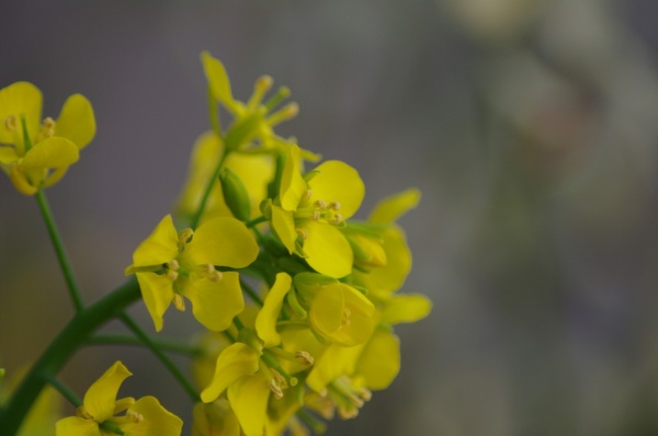 ベランダの小松菜の花