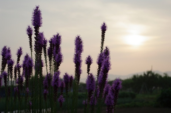 紫の花と朝日