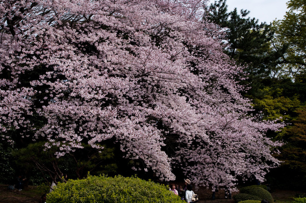 新宿御苑の桜１（日本庭園のあたり）