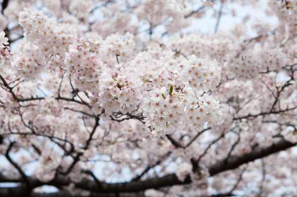 新宿御苑の桜３
