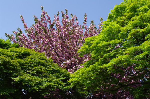 新宿御苑の八重桜と緑（K20D現像ー鮮やか）
