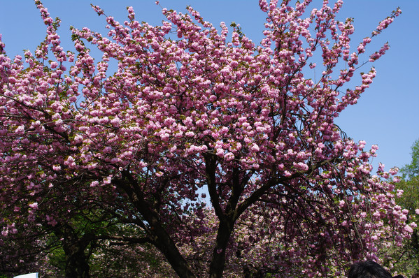 新宿御苑の八重桜（K20D現像ー風景）